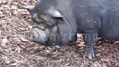 中国黑猪在地上寻找食物